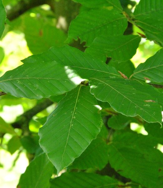 Fagus orientalis